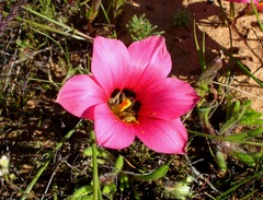 Romulea pudica
