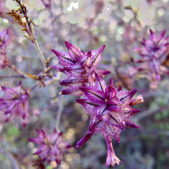 Dyerophytum africanum