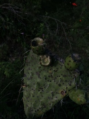 Opuntia lasiacantha