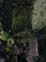 Opuntia lasiacantha