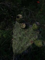 Opuntia lasiacantha