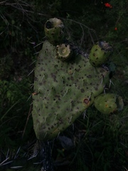 Opuntia lasiacantha