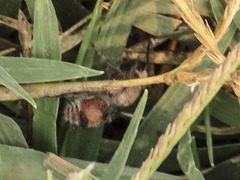 Dasymutilla monticola