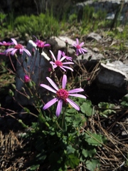 Senecio hastifolius