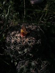 Coryphantha retusa