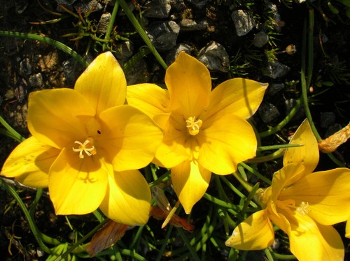Romulea diversiformis