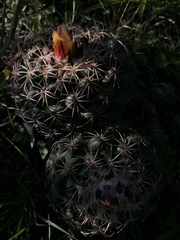 Coryphantha retusa