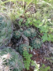 Coryphantha retusa