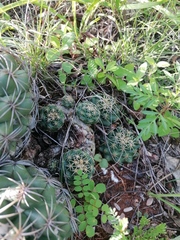 Coryphantha retusa