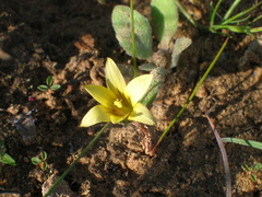 Romulea eburnea