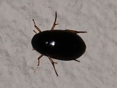 Tropisternus quadristriatus