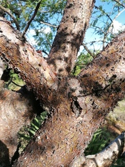 Bursera morelensis