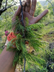Bursera morelensis