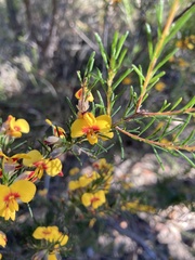 Dillwynia elegans