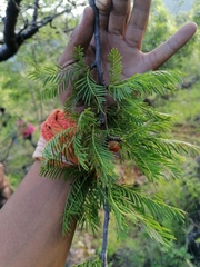 Bursera morelensis