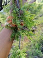 Bursera morelensis