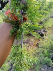 Bursera morelensis