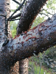 Bursera morelensis