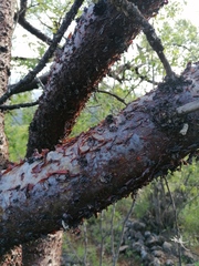 Bursera morelensis