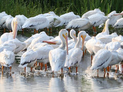Pelecanus erythrorhynchos