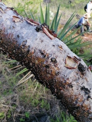 Bursera morelensis