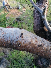 Bursera morelensis