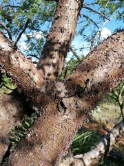 Bursera morelensis