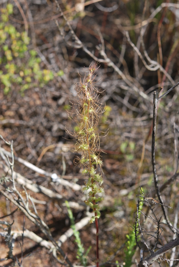 Tryphia Hair Orchid
