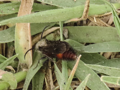 Dasymutilla monticola