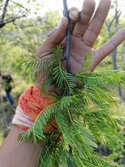 Bursera morelensis