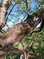 Bursera morelensis