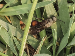 Dasymutilla monticola