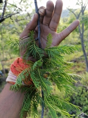 Bursera morelensis