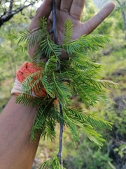 Bursera morelensis