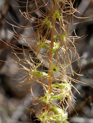 Holothrix burchellii