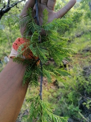 Bursera morelensis