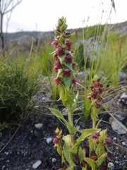 Satyrium bracteatum