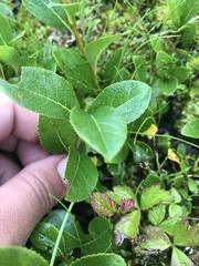 Salix myrtillifolia