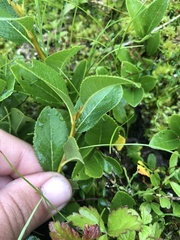 Salix myrtillifolia