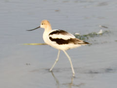 Recurvirostra americana