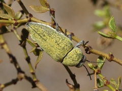 Gyascutus carolinensis