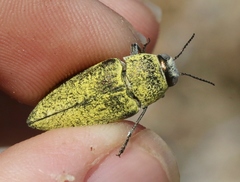 Gyascutus carolinensis