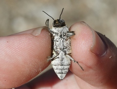 Gyascutus carolinensis