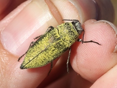 Gyascutus carolinensis