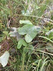 Caltha violacea