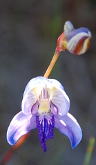 Disa purpurascens