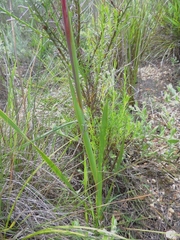 Watsonia aletroides