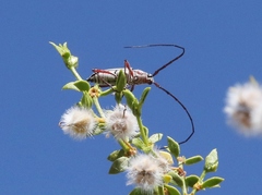 Plionoma rubens