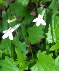 Lobelia pteropoda