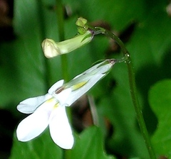 Lobelia pteropoda